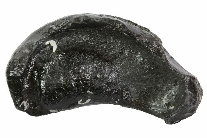 Fossil Whale Ear Bone - Miocene #95725